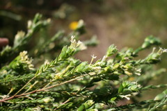 Struthiola hirsuta