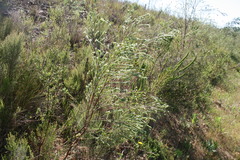 Struthiola hirsuta