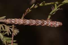 Iridopsis pergracilis
