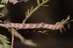 Iridopsis pergracilis