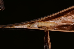 Clydonopteron sacculana