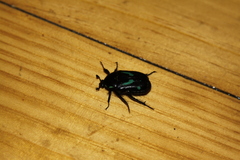 Chlorobapta frontalis