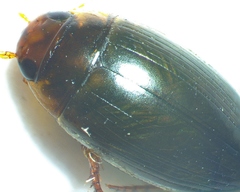 Copelatus chevrolati