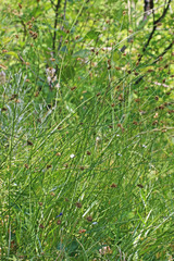 Carex hoodii
