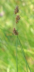 Carex hoodii