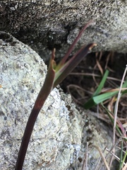 Calochortus tiburonensis