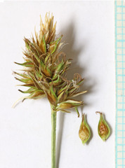 Carex hoodii