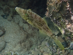 Stephanolepis diaspros