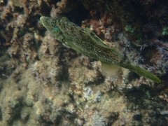 Stephanolepis diaspros