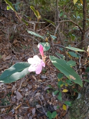 Rhododendron prunifolium