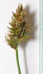 Carex hoodii