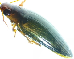 Copelatus chevrolati