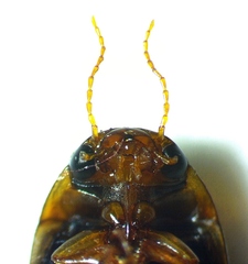 Copelatus chevrolati