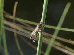 Phileris prionostylus