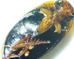 Copelatus chevrolati