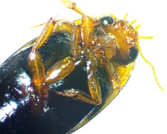 Copelatus chevrolati