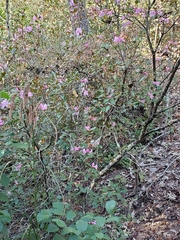 Rhododendron prunifolium
