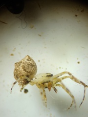 Dolichognatha