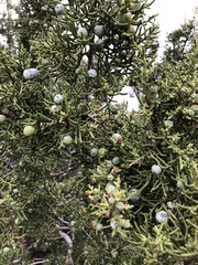 Juniperus californica