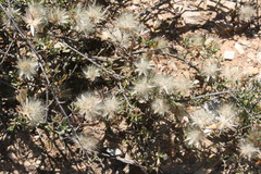 Pteronia oblanceolata