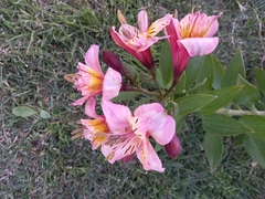 Alstroemeriaceae