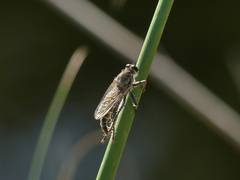 Phileris prionostylus