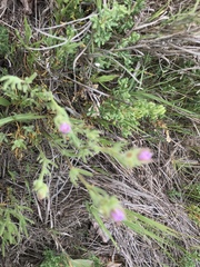 Spergularia macrotheca macrotheca