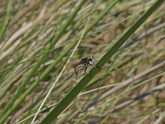 Phileris prionostylus