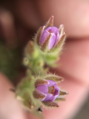 Spergularia macrotheca macrotheca