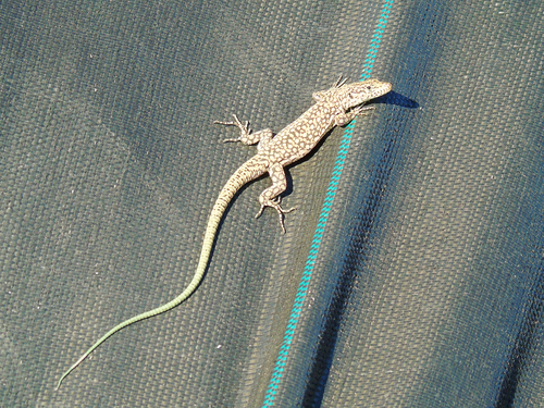 Anatolian Lizard, Apathya cappadocica
