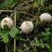 Tulostoma striatum - Photo (c) Jerry Cooper, some rights reserved (CC BY), uploaded by Jerry Cooper