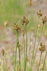 Carex microptera