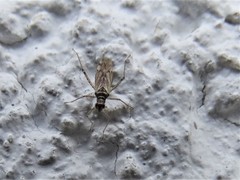 Dicyphus errans
