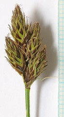 Carex microptera