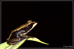 Clinotarsus curtipes