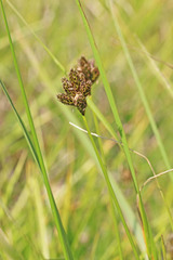Carex microptera