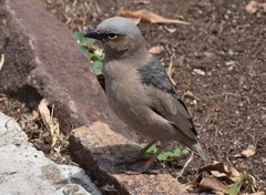 Pseudonigrita arnaudi