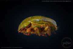 Platycoelia marginata