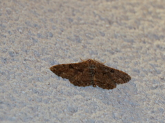 Peribatodes rhomboidaria