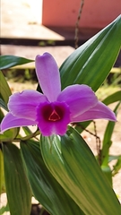 Sobralia decora