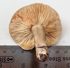 Lactarius fumosus