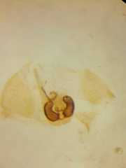 Micythus rangunensis