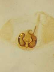 Micythus rangunensis