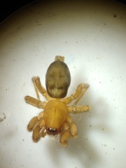 Micythus rangunensis