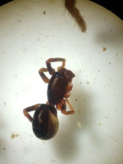 Oedignatha scrobiculata