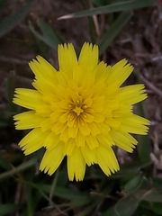 Hieracium glaucinum