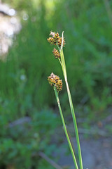 Carex raynoldsii