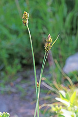 Carex raynoldsii