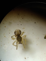 Parasteatoda merapiensis