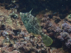 Stephanolepis diaspros
